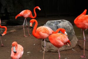 nature-outdoor-wilderness-bird-animal-fly-1021116-pxhere.com-min